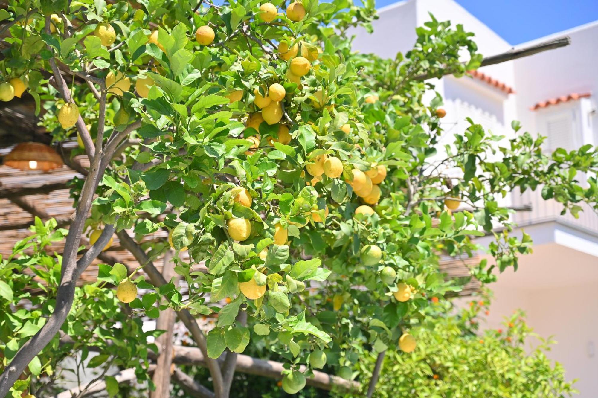 La Rosa - Luxury B&B Ischia Luaran gambar